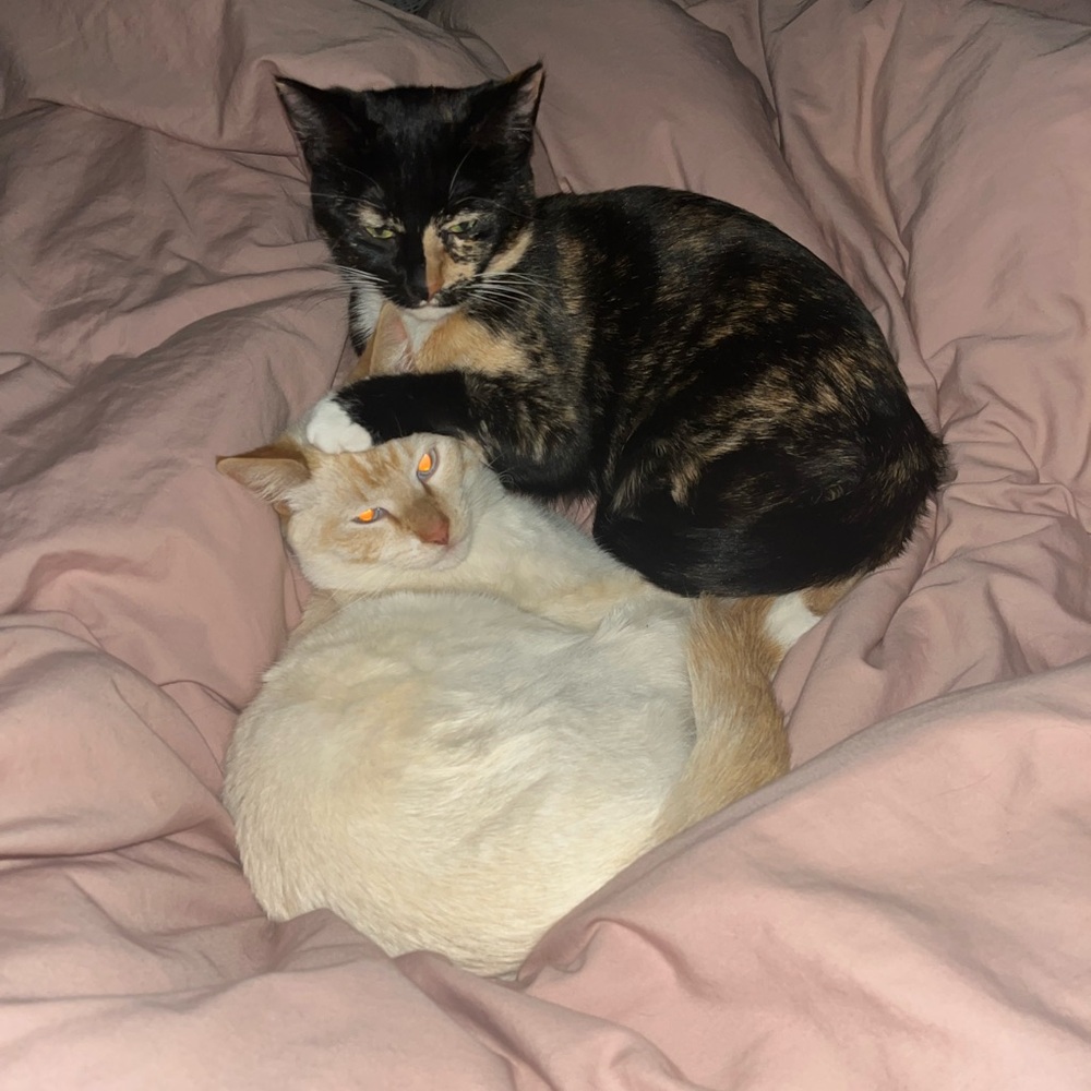 Meet your Posher, Chris